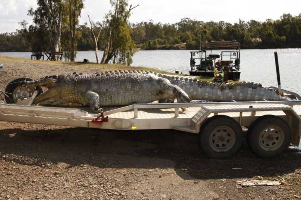 Orchard admitted to shooting the crocodile, saying it was taking calves and he was sick of it.