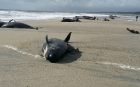A pod of pilot whales are stranded on a remote beach on the West Coast of the South Island.