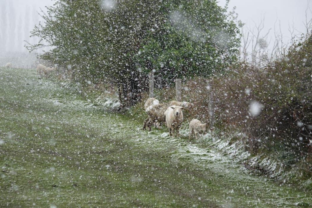 Livestock holding out on a farm near Waihola, Otago as the frost kicks in during a wintry blast on 29 September, 2020.