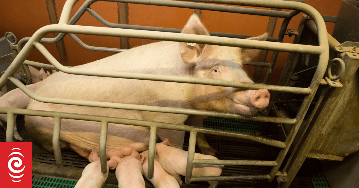 Govt's independent animal welfare experts disagreed with pig welfare reforms