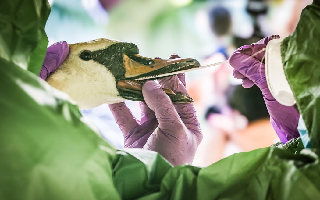 A vet takes a sample from the mouth of a swan during an animal disease exercise on 29 April, 2024. In cooperation with other districts, the Ennepe-Ruhr district rehearses what to do in the event of an outbreak of bird flu.