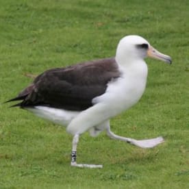 Photo for Laysan albatross