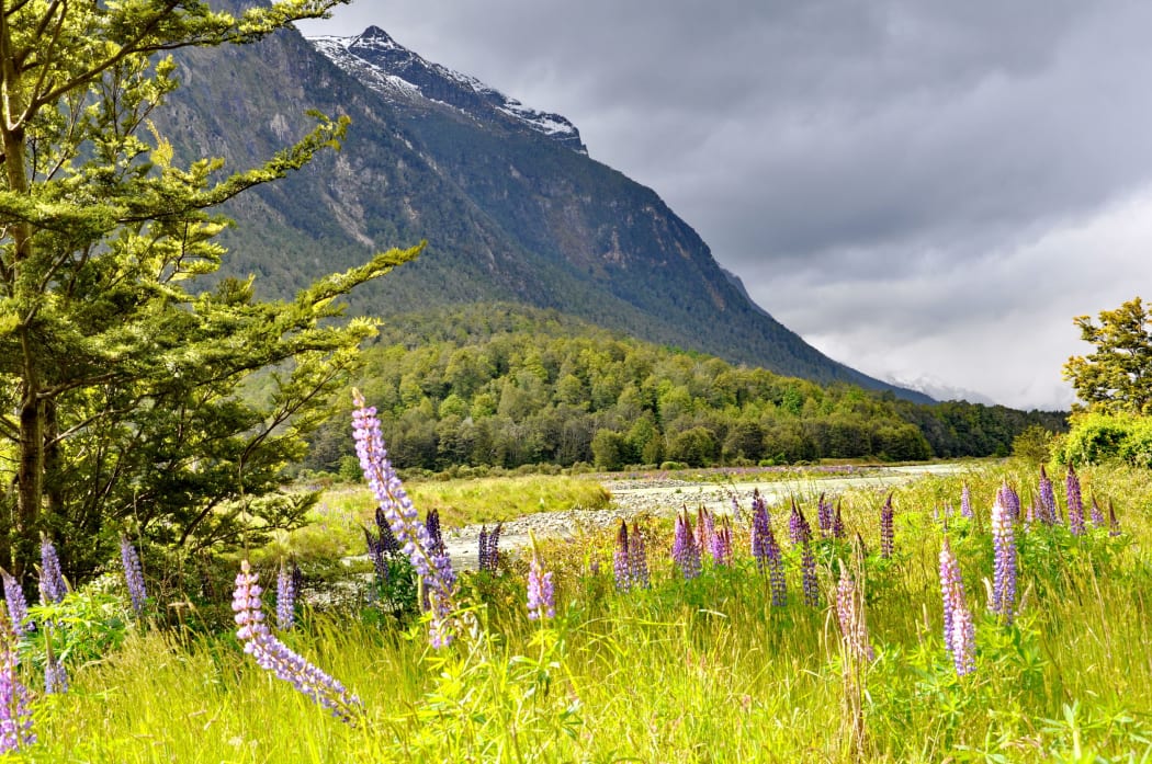 124858728 - lupines of eglinton river, south island, new zealand