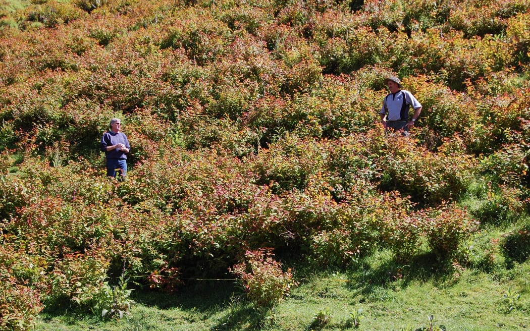 An infestation of tutsan at a farmer’s property in Taumarunui.