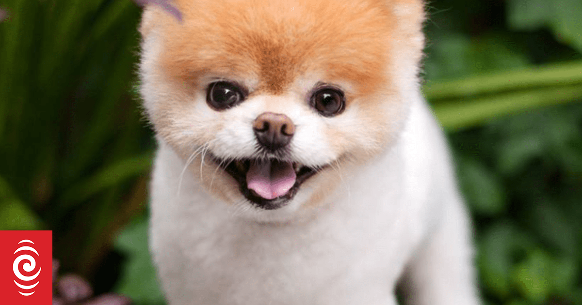 Social media sensation Boo the Pomeranian dog 'dies of heartbreak' aged 12