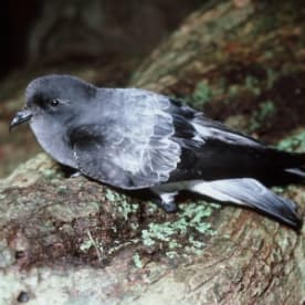 Photo for Grey-backed storm petrel