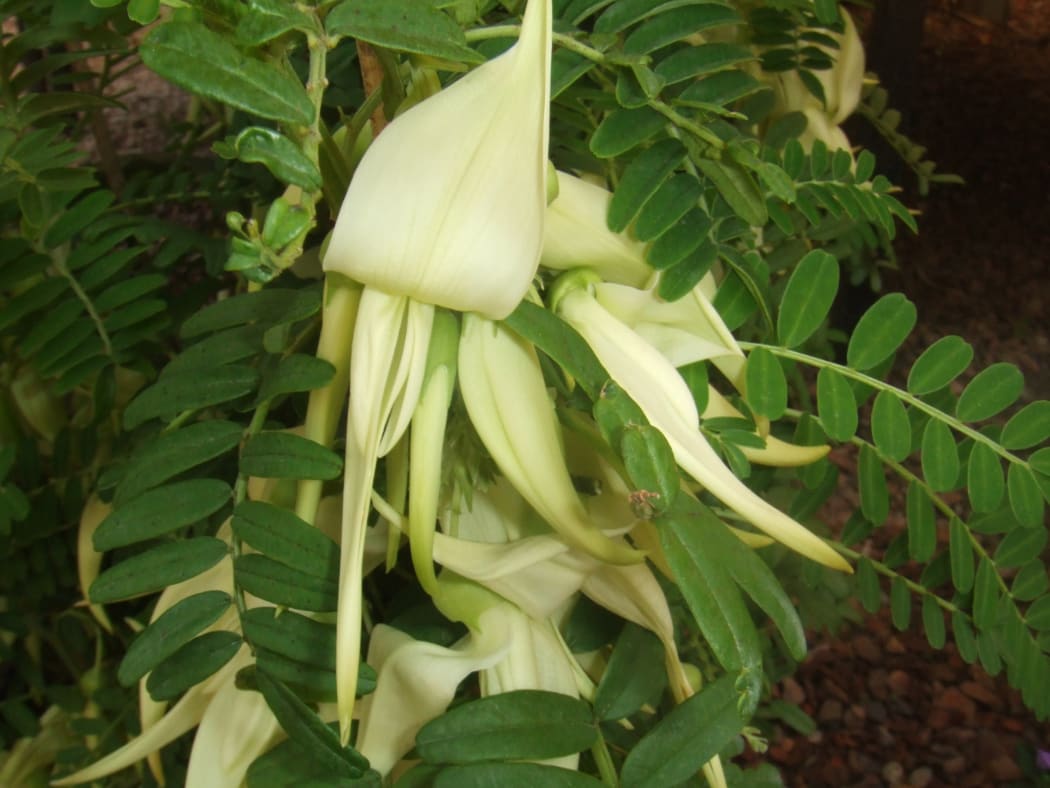 The ngutukākā (Clianthus puniceus) - a rare white-flowered plant - has been brought back from the brink of extinction.