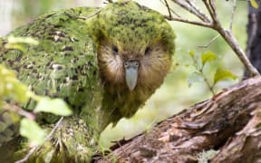 Kākāpō are currently found on three islands. Whenua Hou / Codfish Island, near Stewart island. Pukenui / Anchor Island in Fiordland. And Hauturu / Little Barrier Island in the Hauraki Gulf.