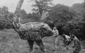 Mock moa hunt c 1900