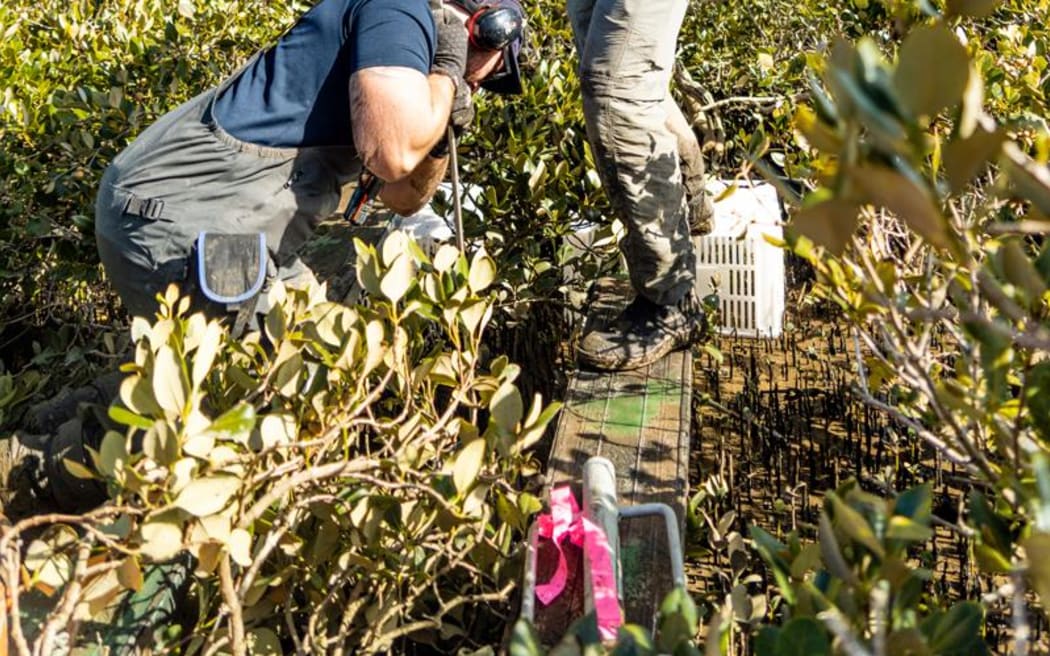 Technicians drive anchoring rods deep into the mud to install RSET monitoring equipment in the mangrove forest of the Athenree estuary, Bay of Plenty.