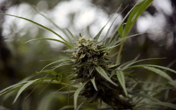 A cannabis plant that will be used for medicinal purposes.