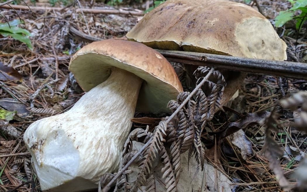 Porcini mushrooms