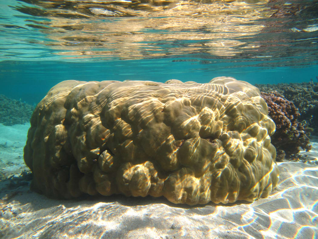 Porites lutea is a stony coral that can grow into large mounds which are several metres diameter.