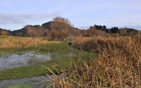 Council ecologist Abi Salmond said parts of the wetland were easy to identify, like the area pictured, but other “less obvious” areas still formed part of the shingle dune ridge system.