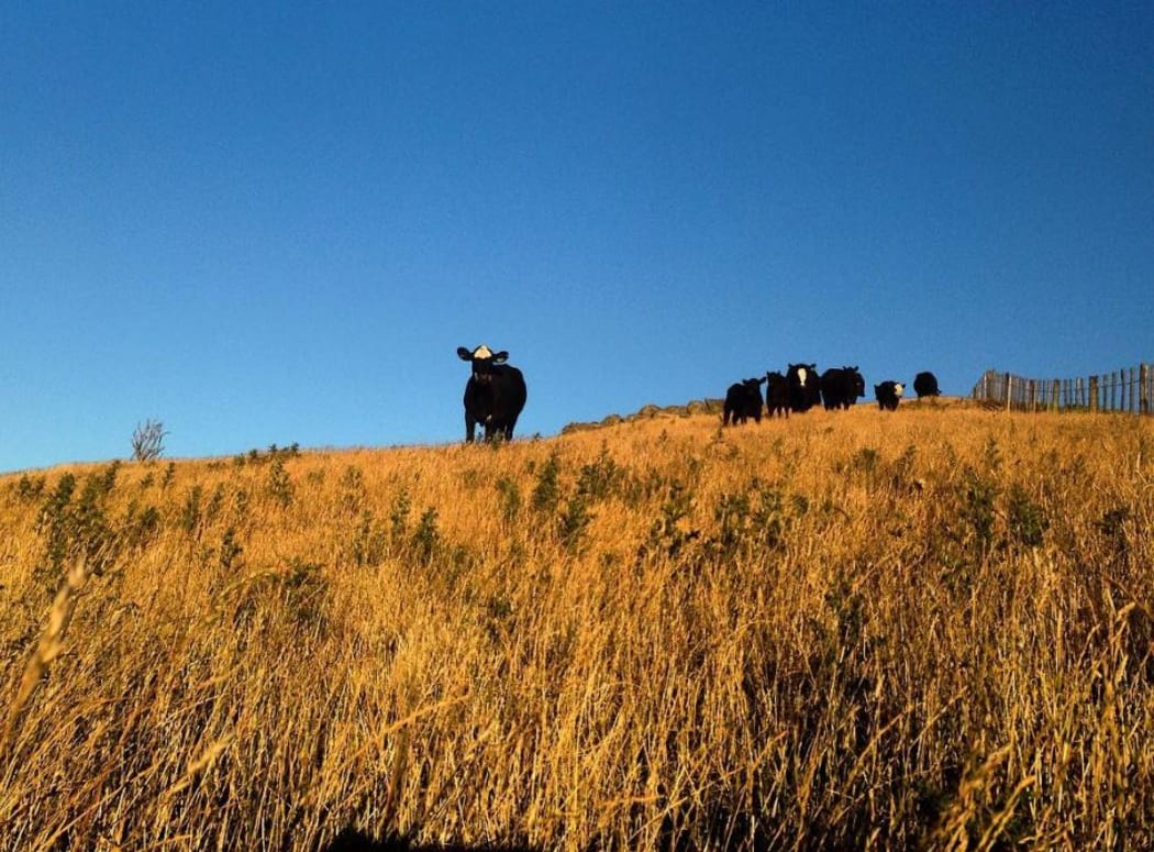 dry cows hawkes bay
