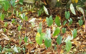 Taro in Samoa not growing well because of drought.