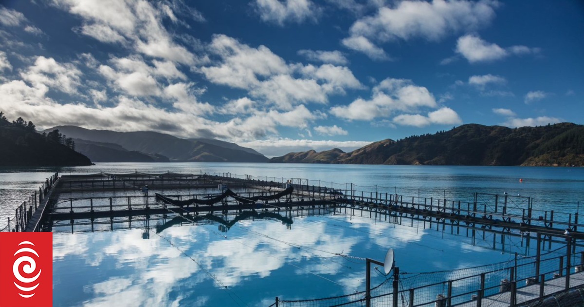 New Zealand King Salmon returns to profit with new farming strategies - Vimarsana News
