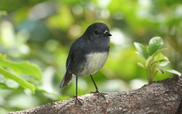 Toutouwai are flying high at Abel Tasman | RNZ