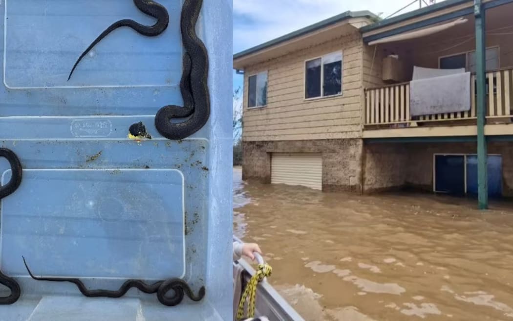 Flooded residents have returned home to find snakes and spiders in their homes. (Supplied)