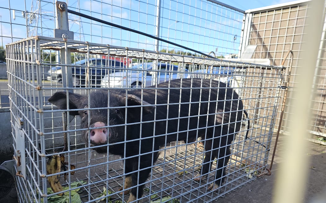 A pig that ran wild on Auckland's motorway has finally been captured.