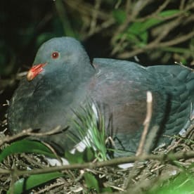 Photo for Chatham Island pigeon