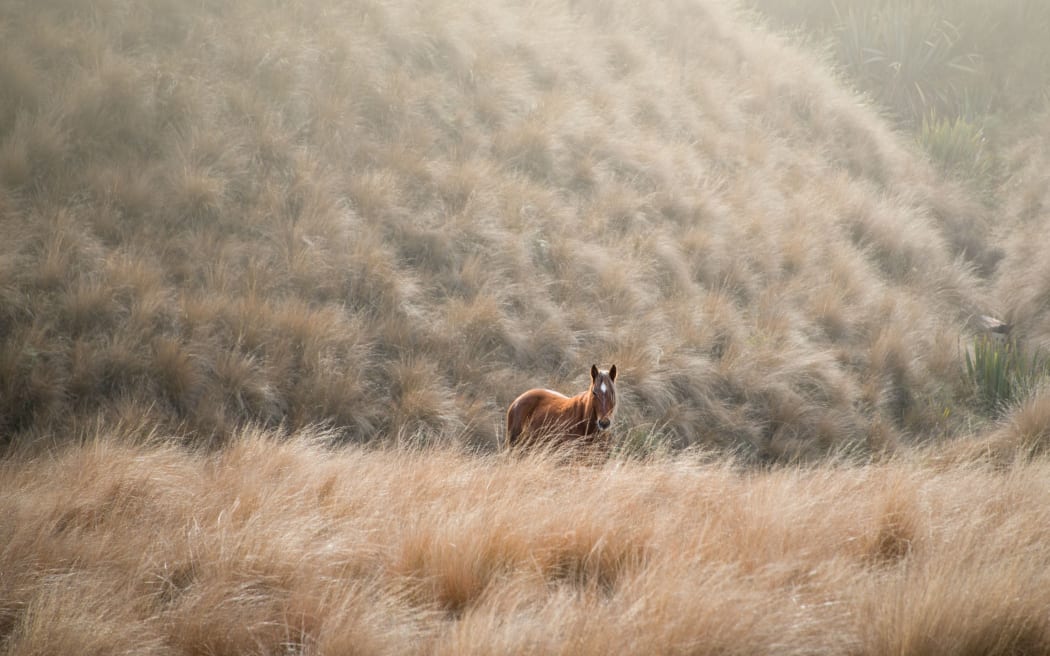 A wild horse roaming in the tussock in the Kaimanawa mountain ranges.