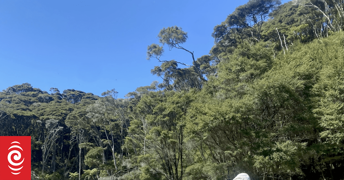 Country Life: Sweet success for Coromandel couple's organic honey