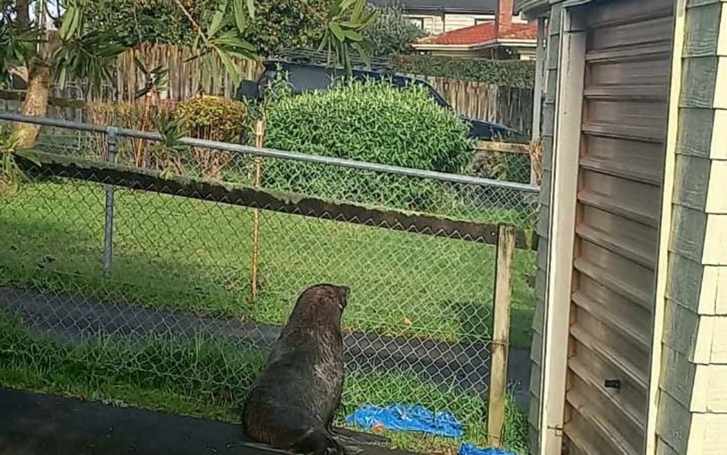 A seal made it's way through Papakura streets on 30 June, until police and DoC rangers caught up with it in Coles Crescent.