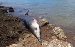 One of the Gray's beaked whales that beached.