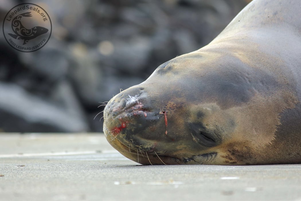 Owha the seal is now recovering from her wound.