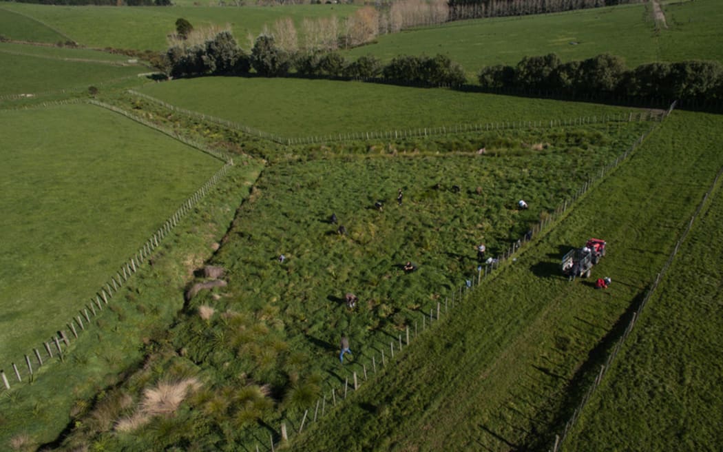 Million Metre volunteers work on a catchment area planting native trees.
