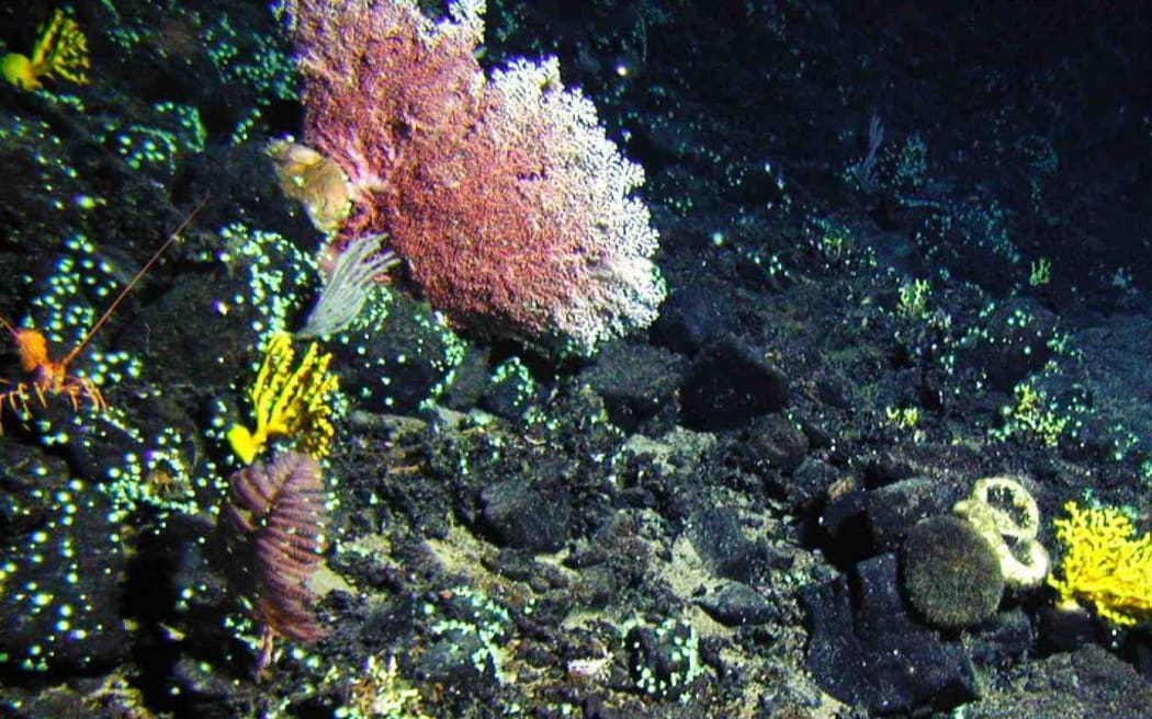 Coral in part of the area that would be covered by the Kermadec Ocean Sanctuary.