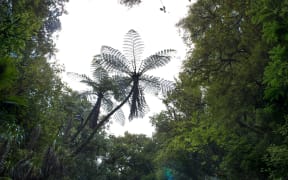 New Zealand forest. A fern sits in the center of frame.