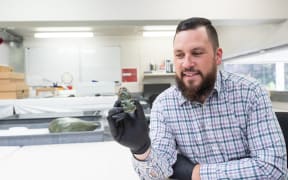 Corban Te Aika, Curator Human History (Mātauranga Māori) with the Te Aika hei tiki