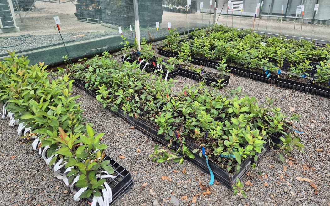 Brightly coloured bits of tape differentiate different varieties that are being developed in the nursery.