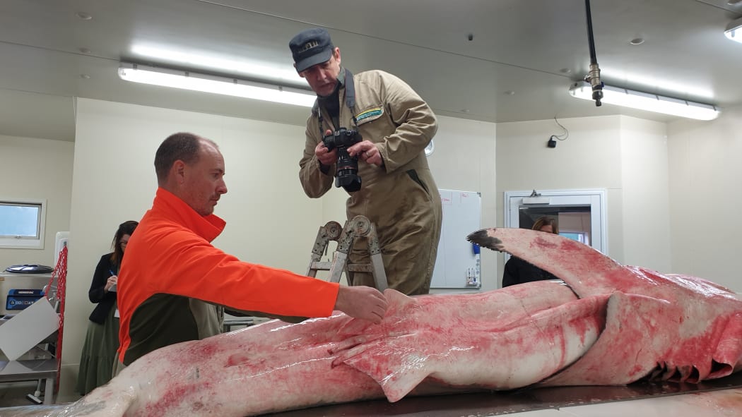 Callum Lilley, left, and Clinton Duffy examine the great white shark that was caught near Taranaki after it was blessed by members of Ngāti Te Whiti hapū.