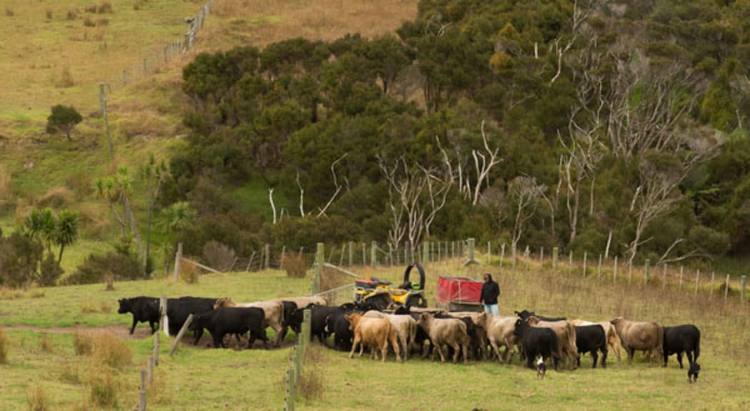 Cattle on Paua Station.