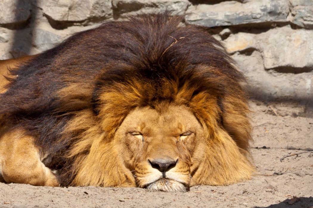 Sleeping lion