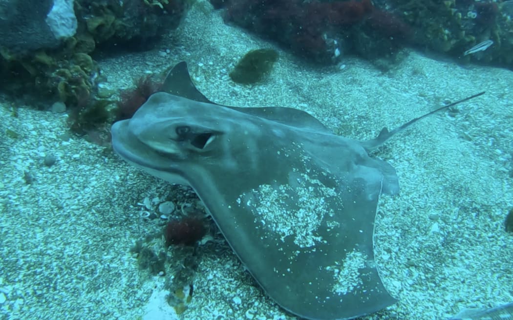 A New Zealand Eagle Ray was one of the rarer finds.