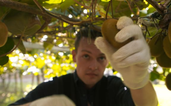 Zac Fleming picking kiwifruit