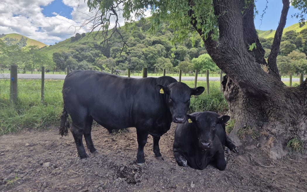 Dean McHardy says the latest mob of bulls are coming along nicely.