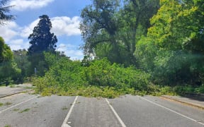 A downed tree blocks Memorial Drive in Hamilton.