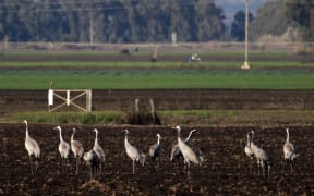 Gray cranes in an agricultural land in the northern Israeli Hula valley, on December 26, 2021.