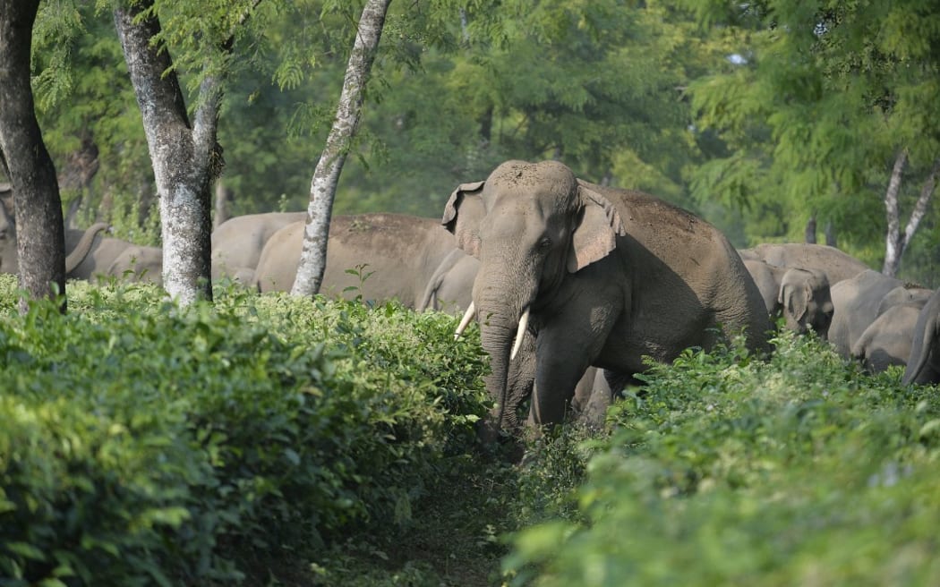 A herd of 46 wild elephants walk through the Gangaram Tea Garden. Asian elephants are listed as endangered animals. As the human population increases the natural habitat of the elephants get destroyed and they are forced to move in farming areas where causing damage to crops.