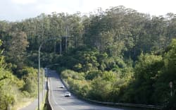 Kerikeri’s distinctive gums, including these next to the Heritage Bypass, are about to be felled.