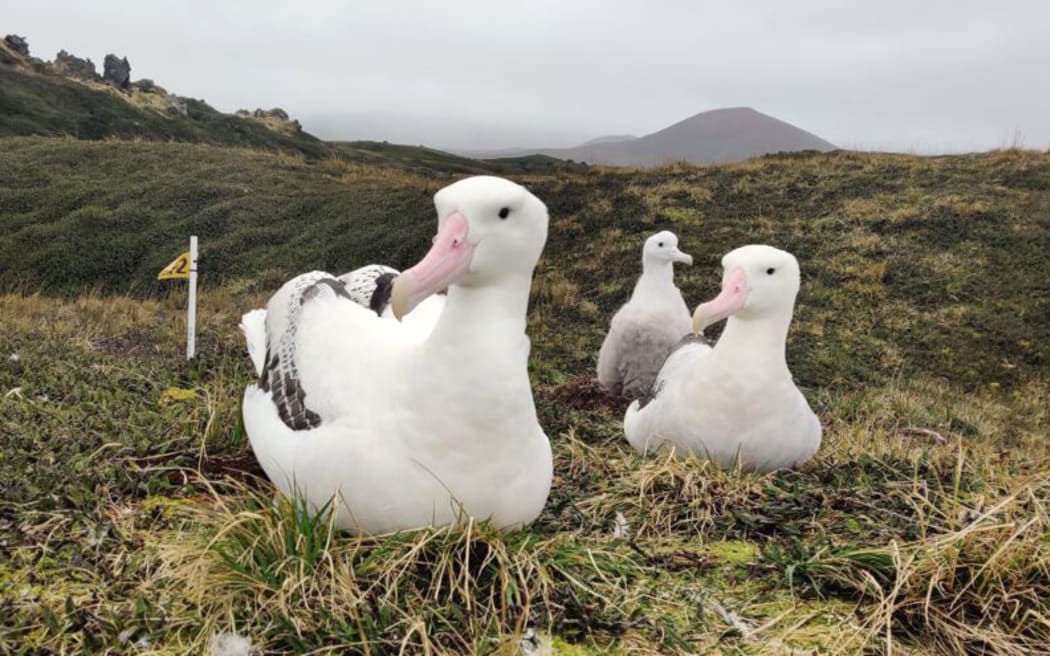 Wandering albatrosses of Marion Island