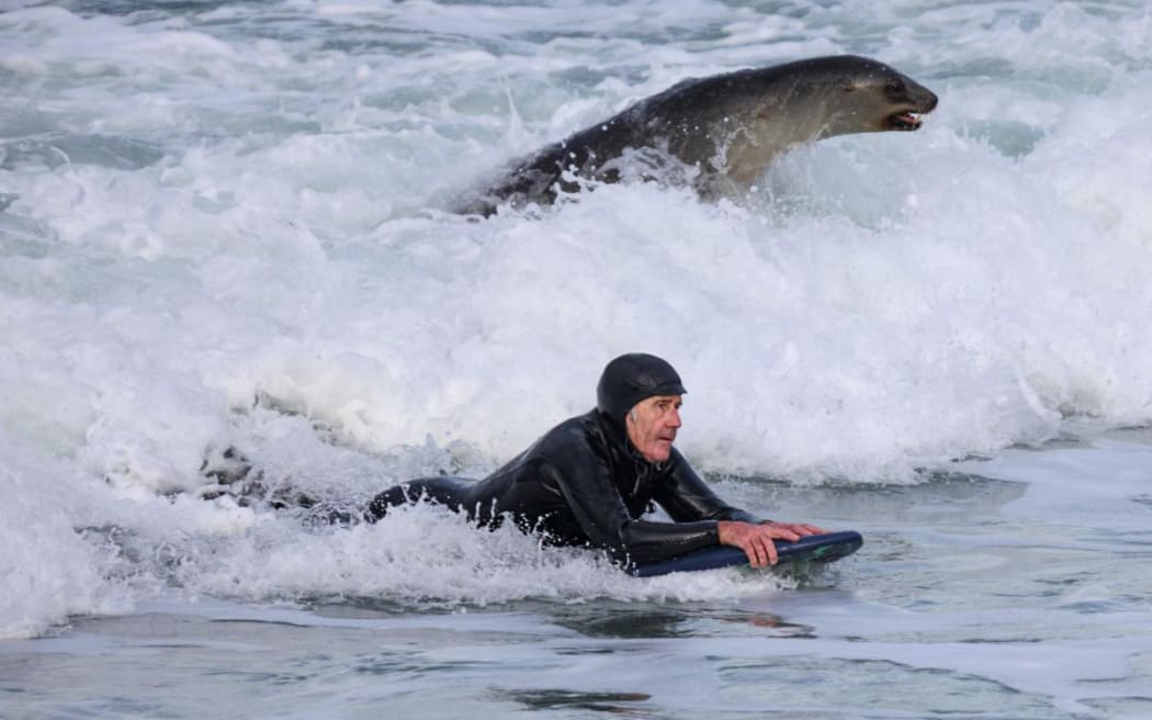 A friendly sea lion comes into shore alongside local surfer Mike Farrell at St Clair Beach yesterday morning.