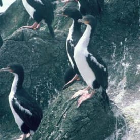 Photo for Chatham Island shag