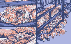 Stylised illustration of a sow in a farrowing crate and piglets nursing