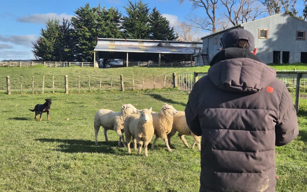 Now nearing two years old, Miley herds sheep while trainer Chris Shaw issues commands via whistle.